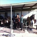 Getting ready for track work at Caloundra farm (L to R) Zoot Suit, Love Conquers All, Mentality and Rainbow Styling